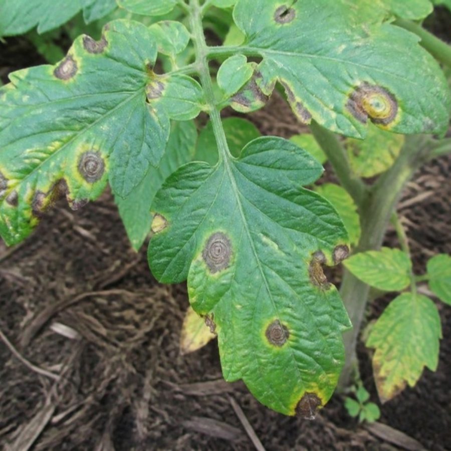 Tomato leaves with brown spots, the photo Jordan sent in the Ask Jermaine and Toni example