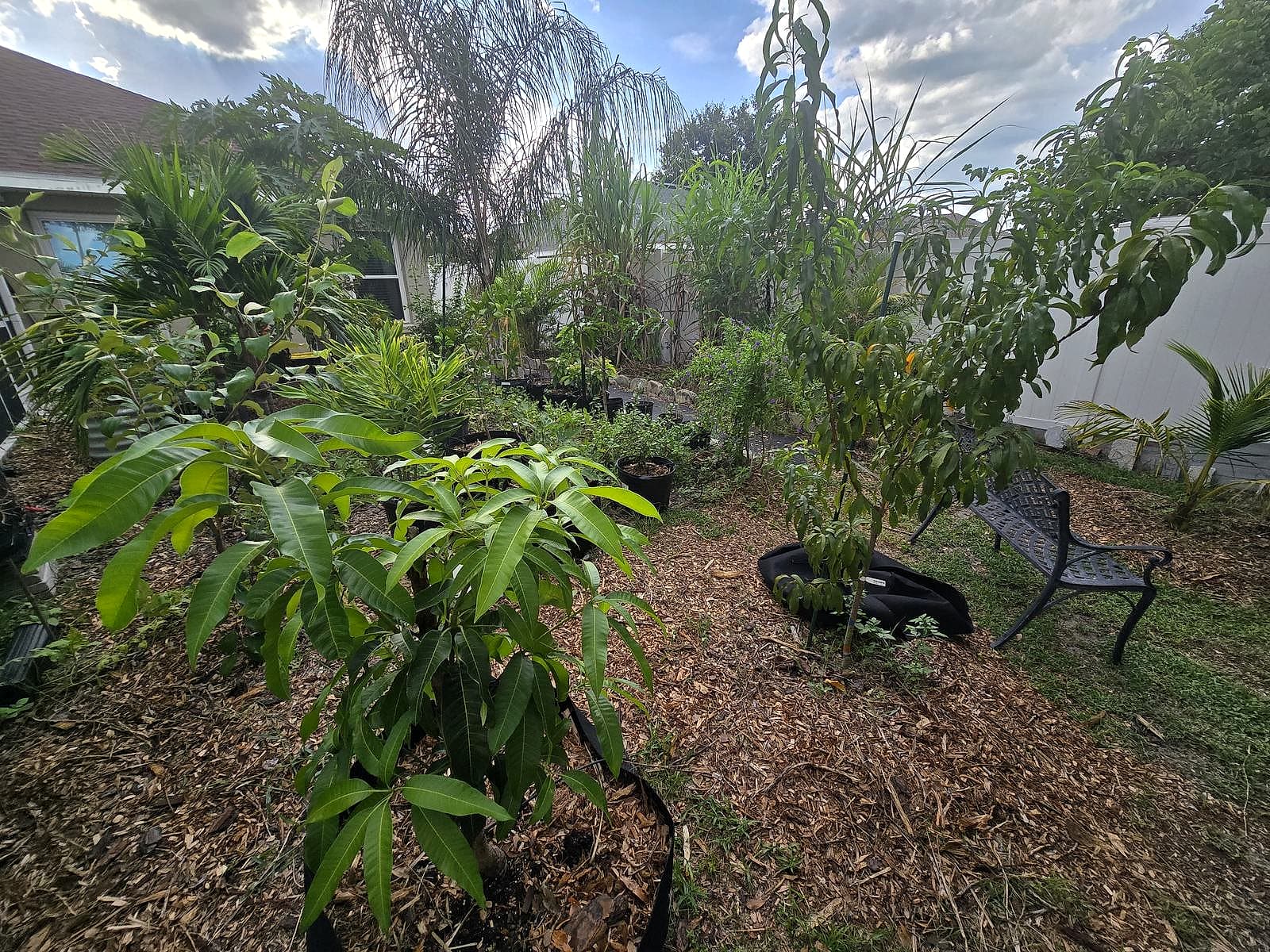A row of young mango trees in the GrowFitFL backyard