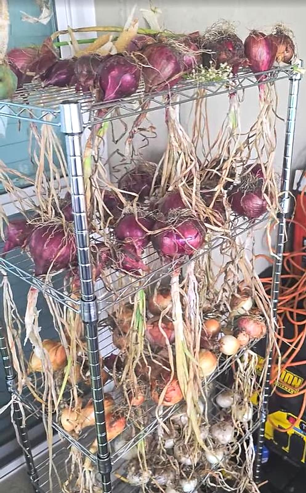 Onions curing after harvest in the GrowFitFL backyard