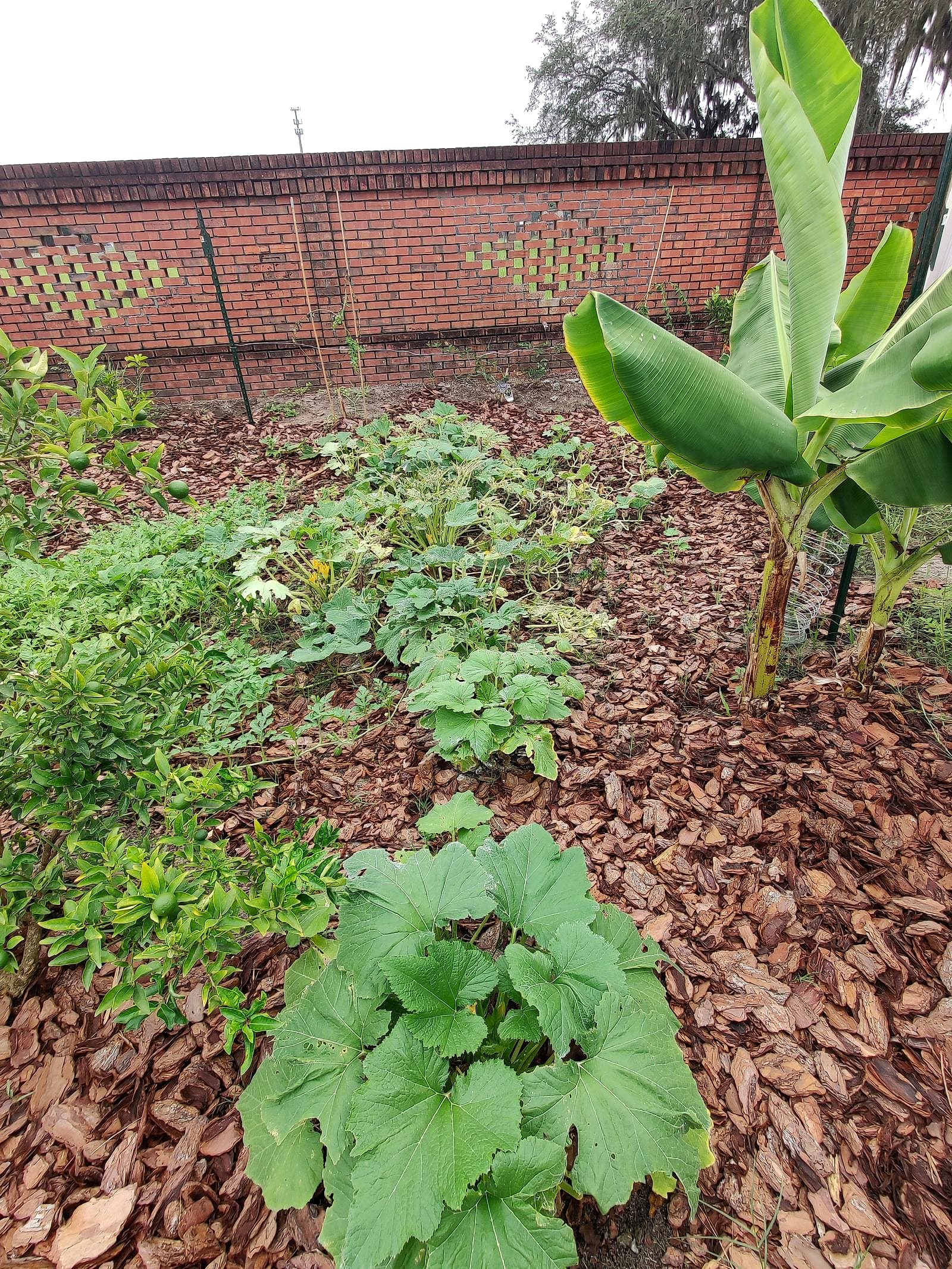 A phone photo of a squash plant in a mulched bed, taken by the member