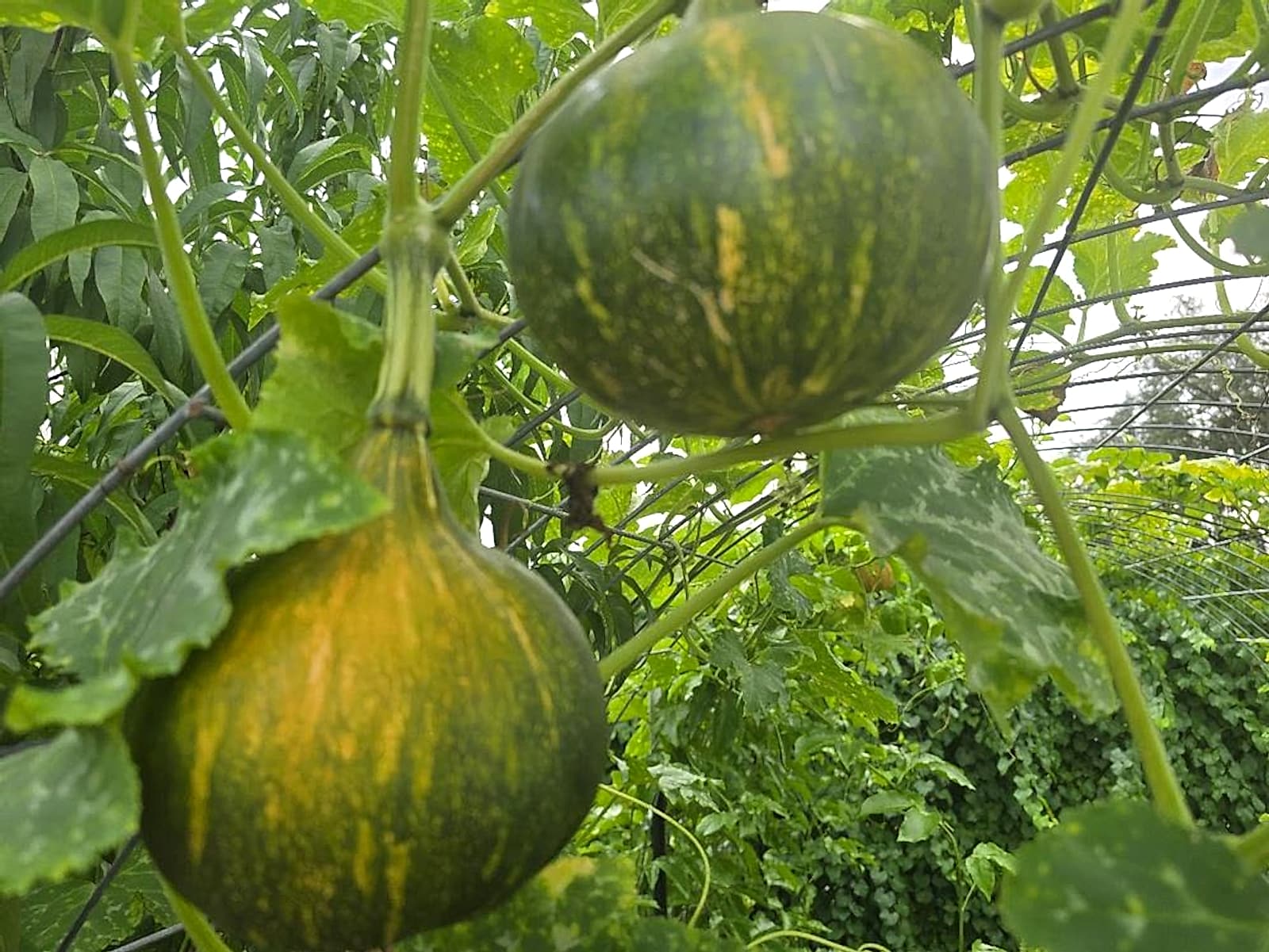 Grow Food in GrowFitFL Club